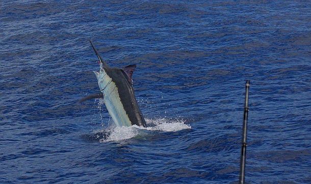 1000lb black tamed off Gold Coast